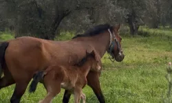 Telden Kurtarılan Tay Annesine Kavuştu