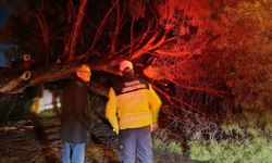 Koçarlı’da Devrilen Çam Trafiği Felç Etti