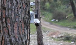 Çam Fıstığı Fiyatları Altını Solladı