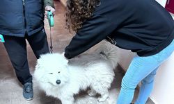 Didim’de Evcil Hayvanlara Kuduz Aşısı Başladı