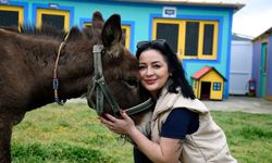 Çamura Saplanan Eşek Koruma Altına Alındı