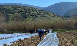 Meşhur Sürez Karpuzu Toprakla Buluştu