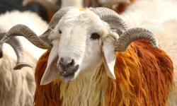 Diyanet kurban bedelini belirledi