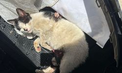 Bagajda Mucize Doğum