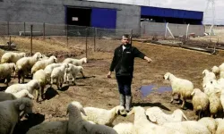 80 Bin Lira Maaşla Çobansız Kaldı