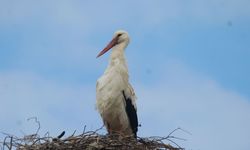 Leylekler 40 Yıl Aradan Sonra Döndü