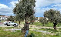 Tülüşah Yok Olma Tehlikesiyle Karşı Karşıya