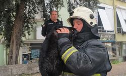 Ateş Savaçısı Kalp Masajıyla Kediyi Kurtardı