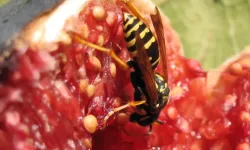 Aydın’ın Simgesi İncirin İçindeki Sır