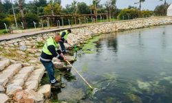 Didim’de Temizlik ve Düzenleme Sürüyor