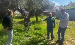 Endemik Tülüşah Bitkisi İçin İnceleme