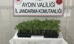 Bozdoğan’da 174 Kök Kenevir Ele Geçirildi