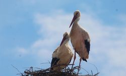 Leylek "Efe" ve "Ada" Yeniden Yuva Kurdu
