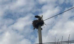 Baharın Habercisi Leylekler Yuvalarına Döndü