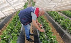Çilekte Pestisit Denetimi