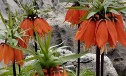 Bu Çiçeği Koparan Yandı