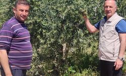 Didim’de Zeytin Üreticilerine Zararlı Uyarısı