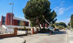 Efeler'de Yüksek Çam Ağaçları Bakıma Alındı