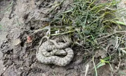 Sıcaklar Arttı, Yılanlar Ortaya Çıktı