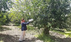 Tarım Arazilerinde Hastalık ve Zararlı Mesaisi