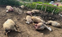 Kurtlar Köye İndi, Emek Bir Gecede Yok Oldu