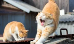 Kediler Neden Esner? İşte Yanıtı