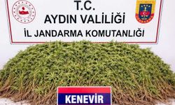 Sera İçerisinde 208 Kök Kenevir Ele Geçirildi