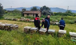 Ana Arı Üretiminde Kalite Denetimi