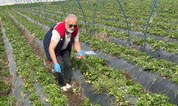 Çilek Tarlasında Kimyasal Hassasiyet