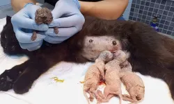 Nadir Görülen Çift Başlı Kedi Şaşırttı