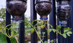 Domates Yetiştirmenin Şaşırtan Yolu