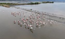 Felaket Manzarasının Büyüleyici Misafirleri, Flamingolar