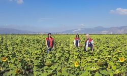 Ayçiçeğinde Tohum Desteği Başladı