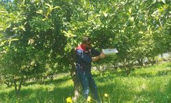 Akdeniz Meyve Sineğine Karşı Tuzaklı Takip Sürüyor