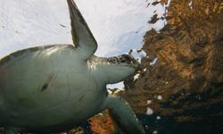 18 Yılda Karaya Vurma Vakaları Arttı