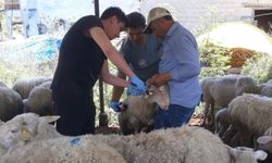 Küçükbaş Hayvanlar İçin Sağlık Taraması Başladı