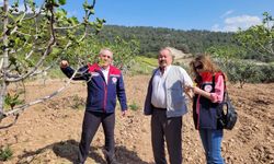 İncir Bahçeleri Tehdit Altında