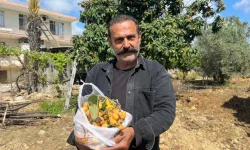 Üreticiden ‘Gelin Toplayın’ Çağrısı”