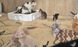 Germencikli Patilere Yuva Olmak İster Misiniz?