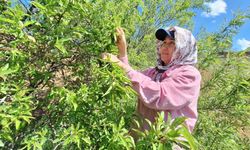 Çağla, Üreticisinin Yüzünü Güldürdü