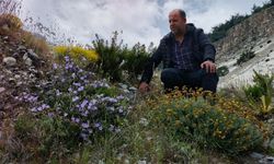 ‘Küçük Çan' Yok Olma Tehlikesiyle Karşı Karşıya