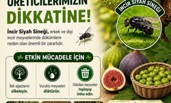 İncir Üreticilerine Siyah Sinek Uyarısı