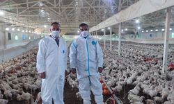 71 İşletme, 166 Kümes: Sektörde Üretim Gücü Korunuyor