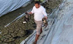 Ne İstediniz Bu Yavrulardan