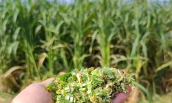 Çiftçiye Kuraklığa Dayanıklı Ürün Desteği