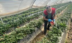 Çilekte Hasat Öncesi Pestisit Kontrolü