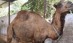 Akıllara Durgunluk Veren Haciz!