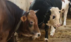 Kurbanlık Alacaklara Uyarı