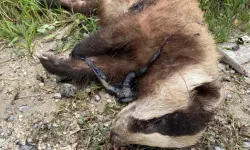 Ne İstediniz O Masumdan