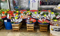 Yasak Başladı, Balık Zamlandı